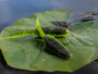 American Snakehead Customs FROGLET - Bullfroglet image