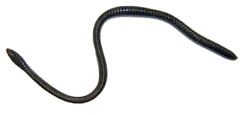 Gambler ER 16 WORM SNAKE BLACK – RB Fishing Tackle