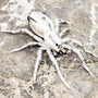 LunkerHunt Phantom Spider image 1