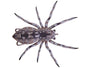 LunkerHunt Phantom Spider image 0