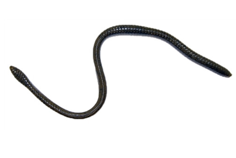 Gambler ER 16" Worms