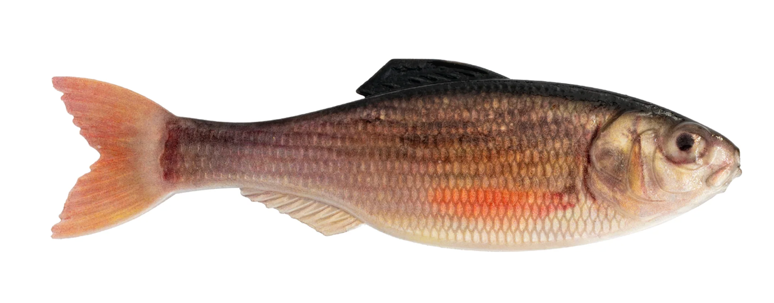 6th Sense Panorama 5.0