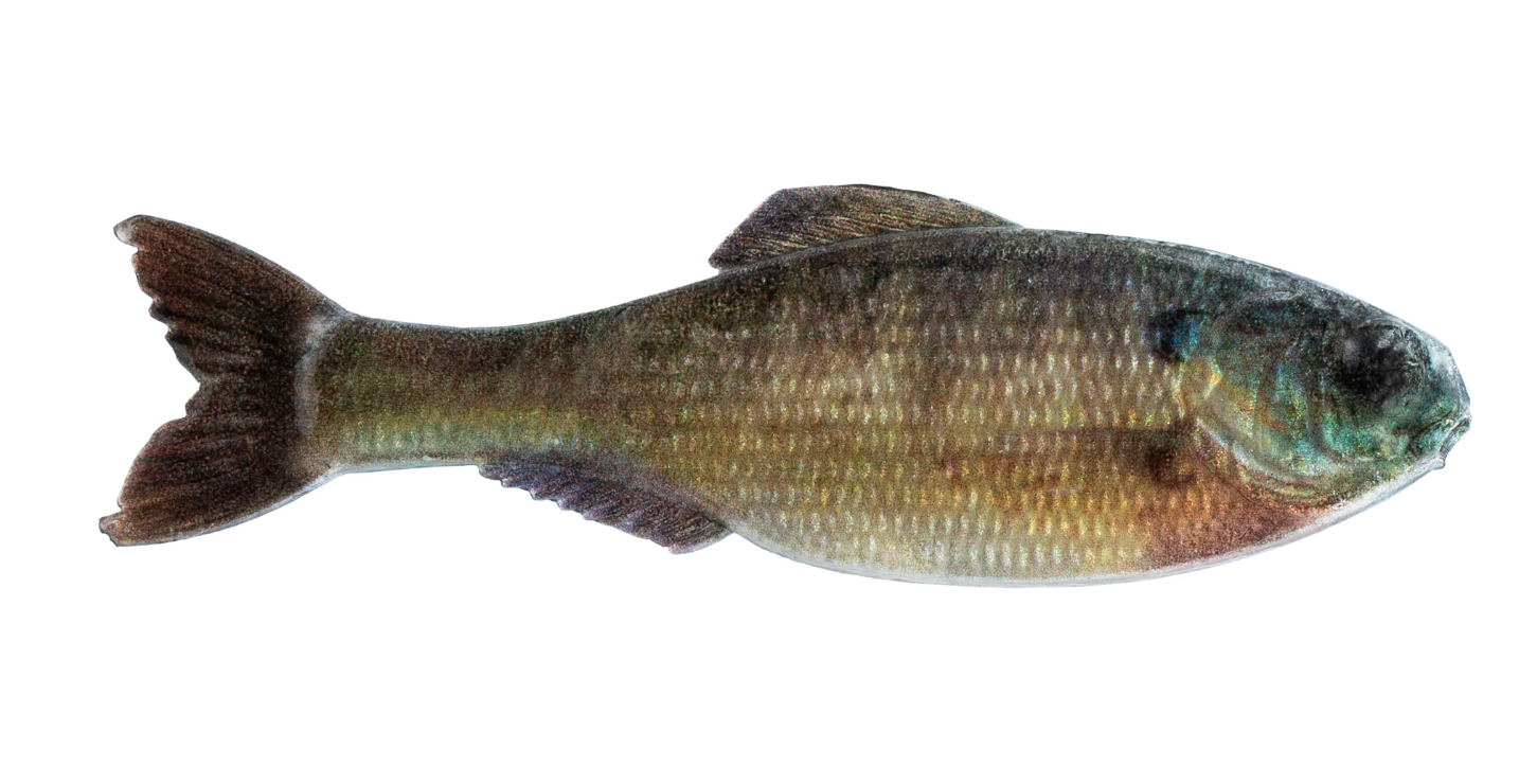 6th Sense Panorama 5.0