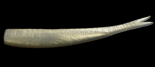 NLBN 8” Straight Tail - Hell Yeah Butter image